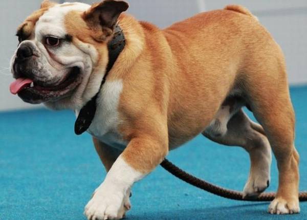 狗狗总喘气,不只是由于热管散热,有可能是病危的前兆! 狗狗总喘气,不只是由于热管散热,有可能是病危的前兆!