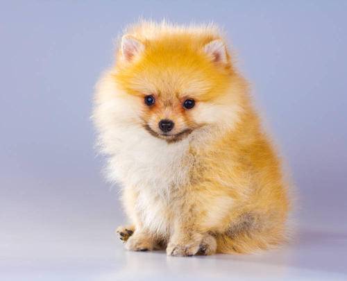 狗瘟中后期抽动能人能活多久 狗瘟中后期抽动能人能活多久