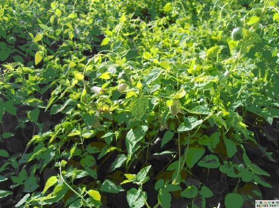 挖妲崽脑 挖妲崽脑