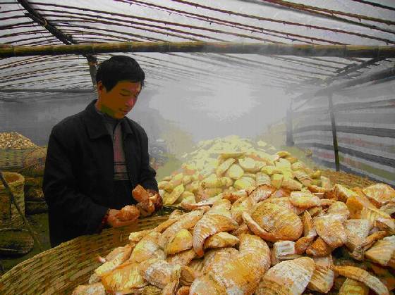 《桂东县志》特产 《桂东县志》特产