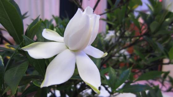 陈淡然作品选 图片