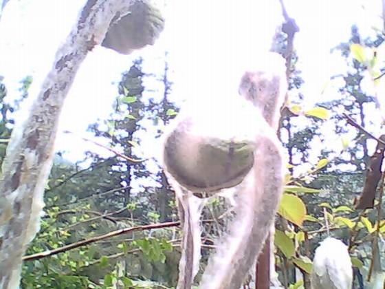 陈淡然作品选 陈淡然作品选