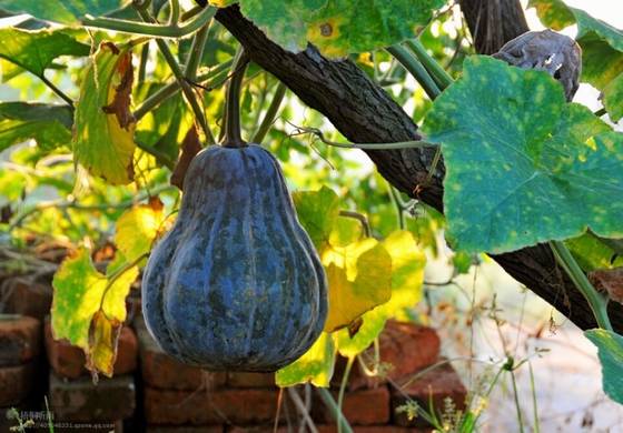 邓建平作品选之逆境 图片