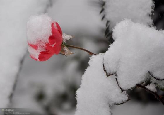 邓建平作品选之逆境 图片