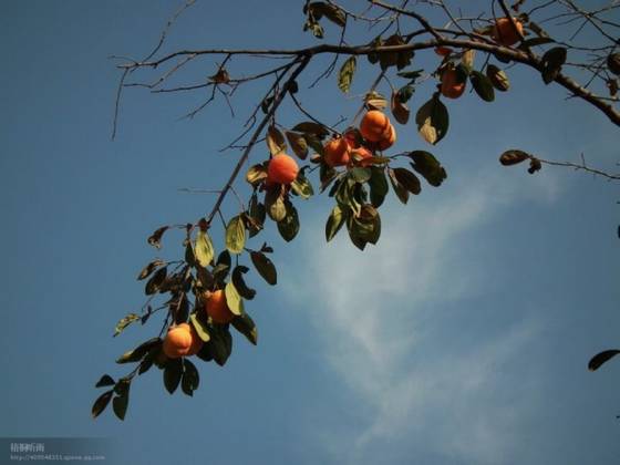 邓建平作品选之逆境 图片