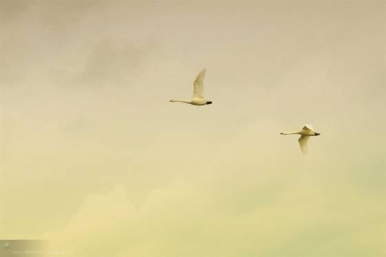 邓建平作品选之新起点 图片