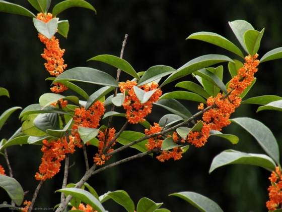 邓建平作品选之如果有来世 图片