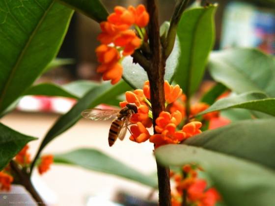 邓建平作品选之如果有来世 图片