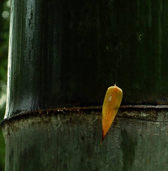 邓建平作品选之如果有来世 图片