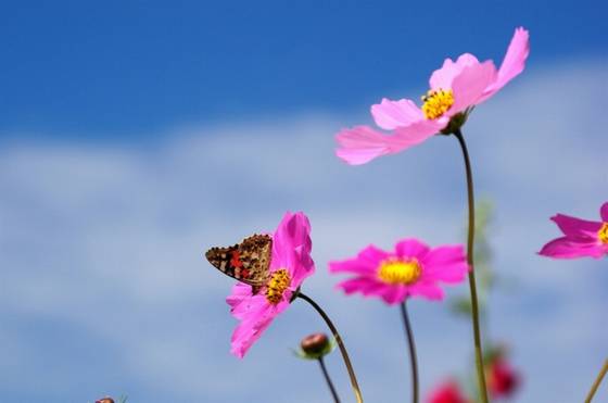 邓建平作品选之不曾忘记你 图片