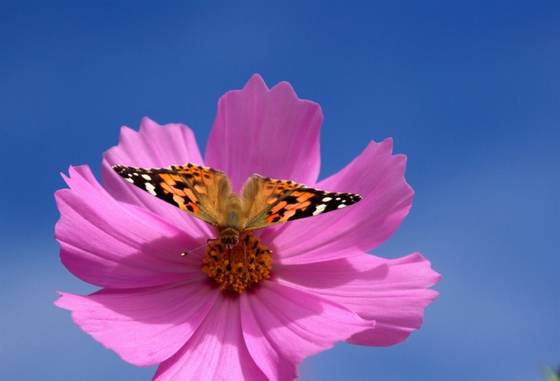 邓建平作品选之不曾忘记你 图片