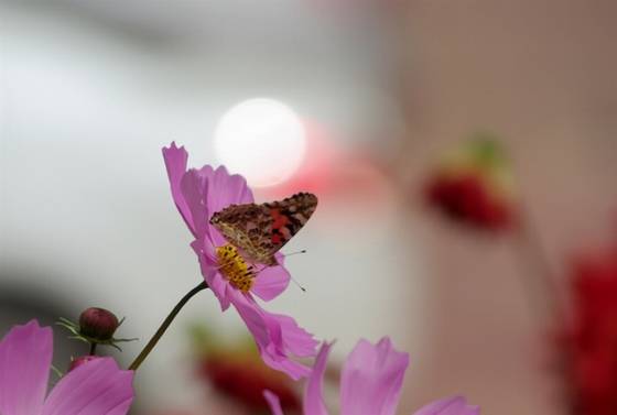 邓建平作品选之不曾忘记你 图片