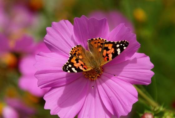 邓建平作品选之不曾忘记你 图片