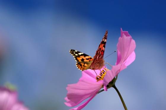 邓建平作品选之不曾忘记你 图片
