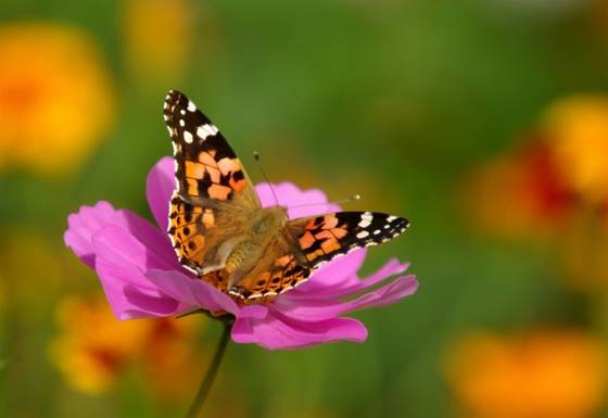 邓建平作品选之不曾忘记你 图片