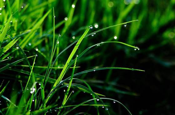 邓建平作品选之不曾忘记你 图片