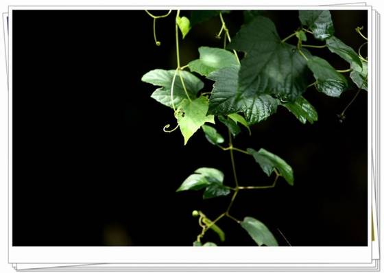 邓建平作品选之不曾忘记你 图片