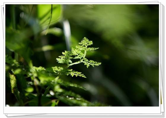 邓建平作品选之不曾忘记你 图片