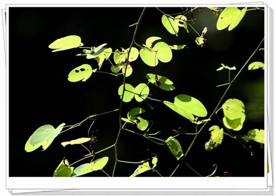 邓建平作品选之不曾忘记你 图片