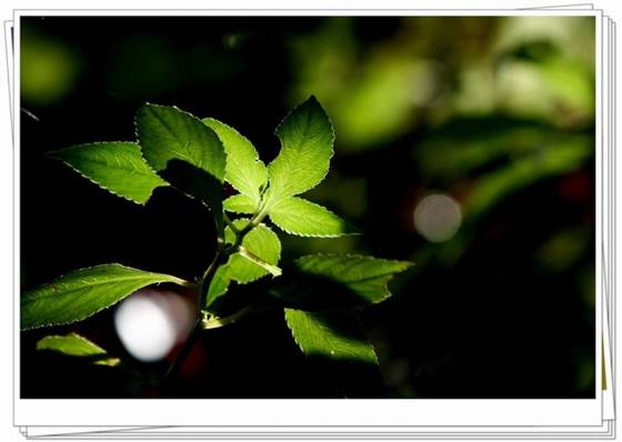 邓建平作品选之不曾忘记你 图片