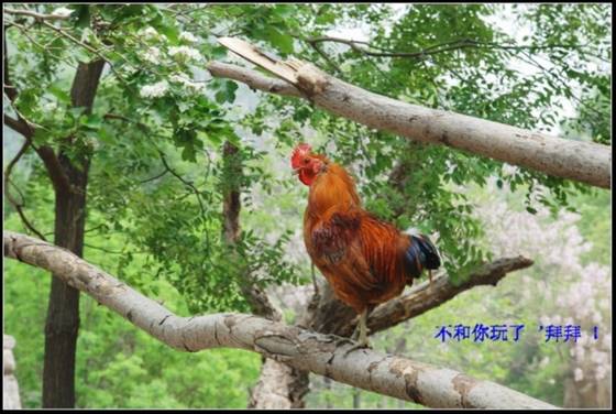 邓建平作品选之桃子熟了的时候 图片