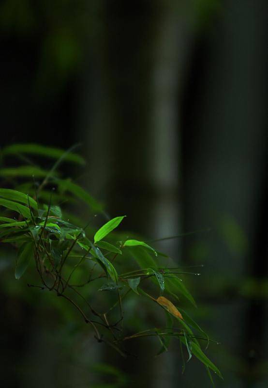 邓建平作品选之桃子熟了的时候