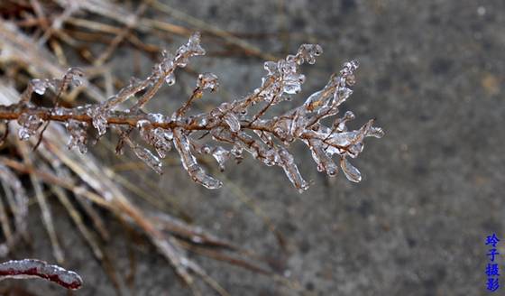 郭丽波作品选之陶醉花丛中 图片