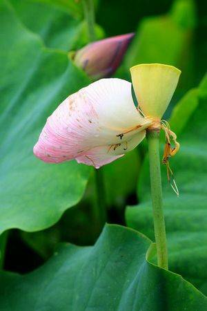 郭丽波作品选之妈妈卖的是寂寞 图片