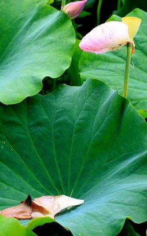 郭丽波作品选之妈妈卖的是寂寞 图片