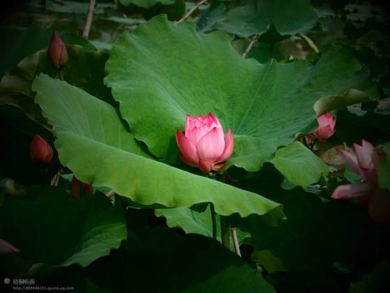 邓建平作品选之荷韵、怀老家旧宅 图片