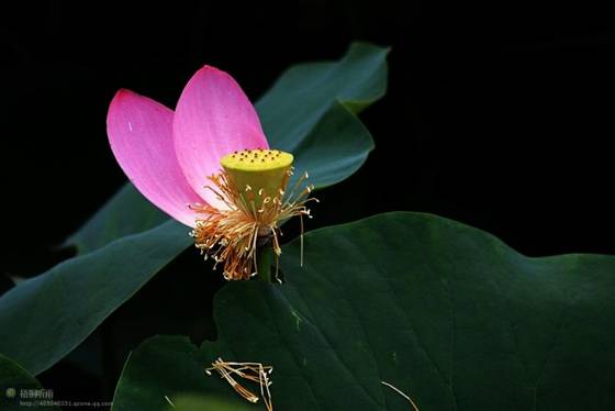 邓建平作品选之荷韵、怀老家旧宅 图片