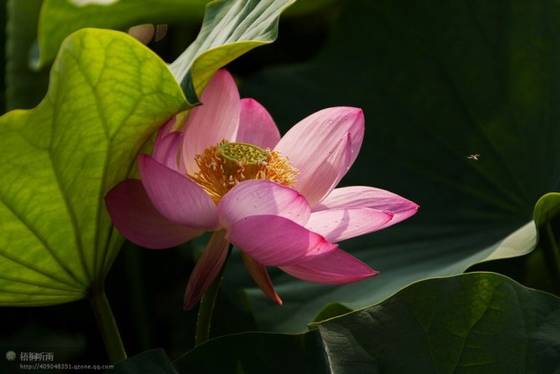 邓建平作品选之荷韵、怀老家旧宅 图片