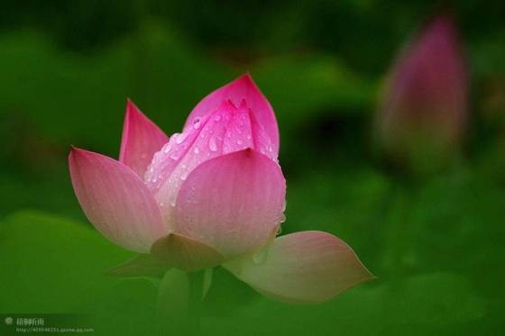 邓建平作品选之荷韵、怀老家旧宅 图片