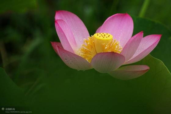 邓建平作品选之荷韵、怀老家旧宅 图片