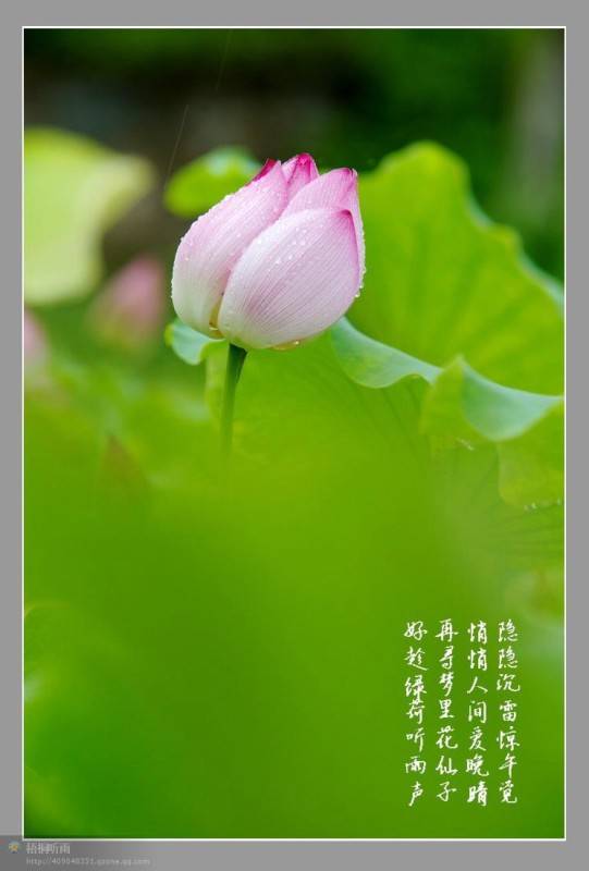 邓建平作品选之荷韵、怀老家旧宅 图片