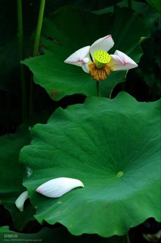邓建平作品选之你是我拍不出的风景 图片