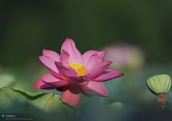 邓建平作品选之你是我拍不出的风景 图片