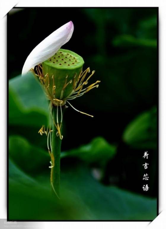 邓建平作品选之你是我拍不出的风景 图片