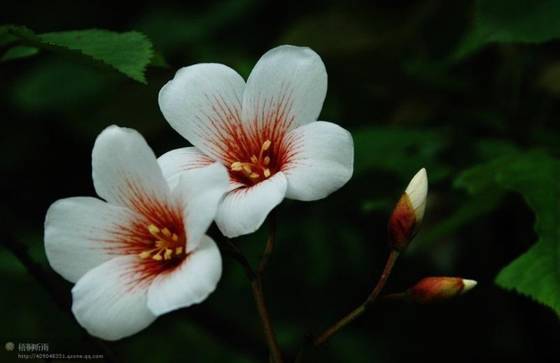 邓建平作品选之妈妈在老家 图片