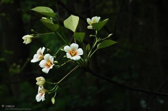 邓建平作品选之妈妈在老家 图片
