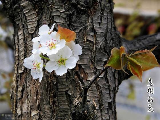 邓建平作品选之妈妈在老家 图片