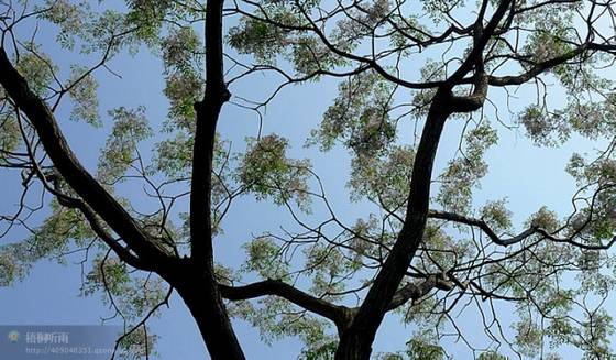 邓建平作品选之轻轻推开春天的门 图片