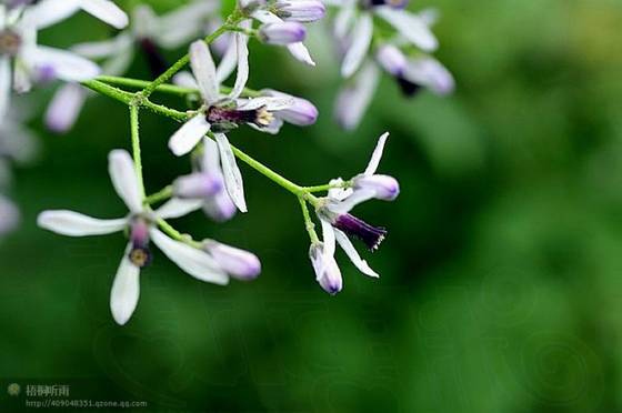 邓建平作品选之轻轻推开春天的门 图片