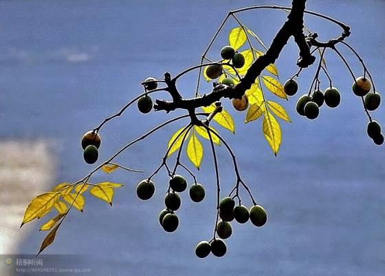 邓建平作品选之轻轻推开春天的门 图片