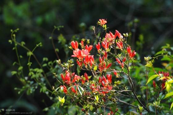 邓建平作品选之轻轻推开春天的门 图片