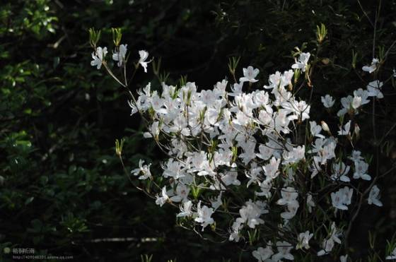 邓建平作品选之轻轻推开春天的门 图片