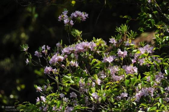 邓建平作品选之轻轻推开春天的门 图片