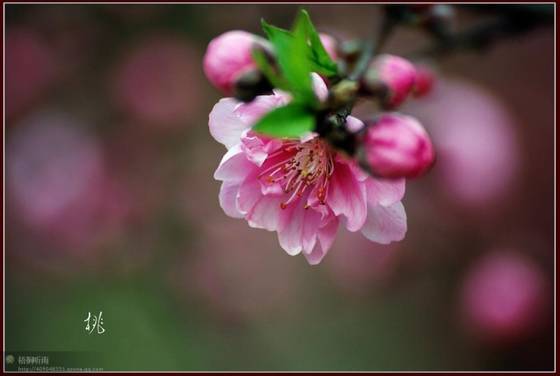 邓建平作品选之轻轻推开春天的门 图片