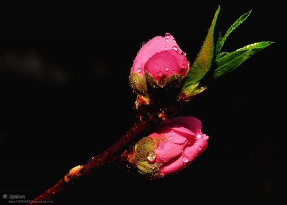 邓建平作品选之轻轻推开春天的门 图片