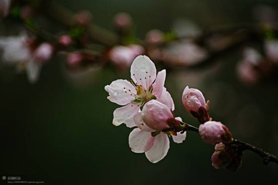 邓建平作品选之轻轻推开春天的门 图片